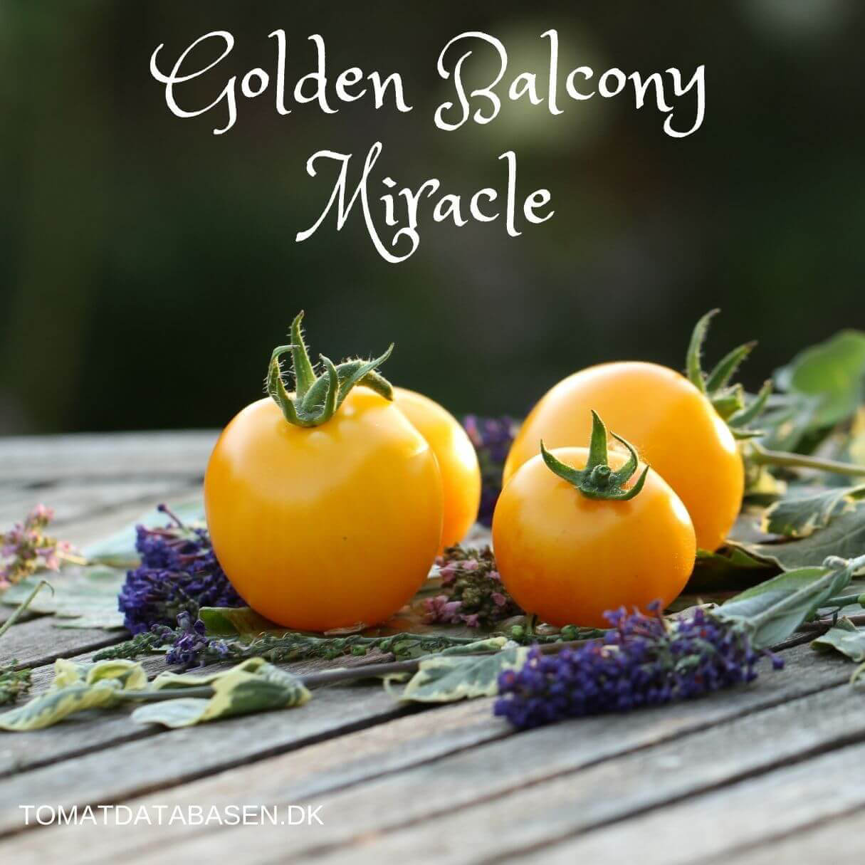 Golden Balcony Miracle